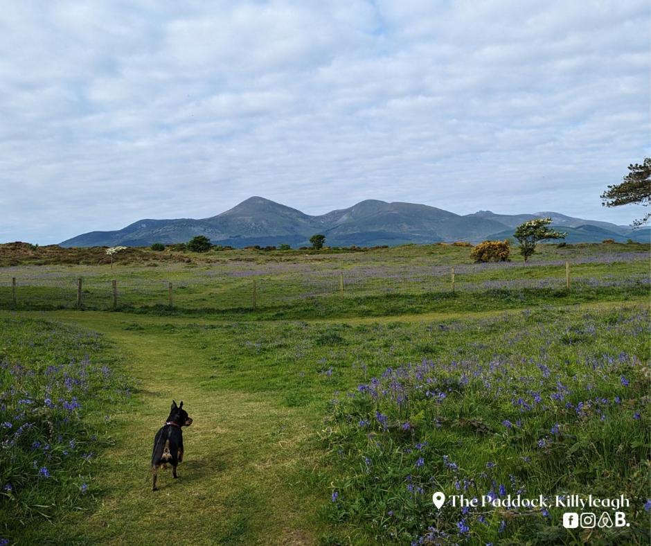 KillyleaghThe Paddock公寓 外观 照片